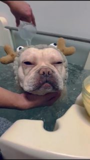 Ozonoterapia / hydromasáž pre psov - Bratislava