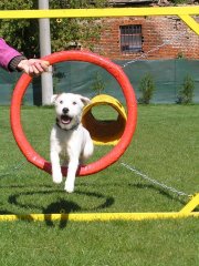V hoteli sa psíky veru nenudia