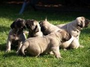 šteňatá 20.feb.2014