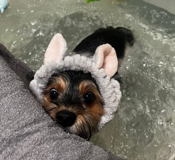 Ozónoterapia - yorkšírsky teriér - Bratislava