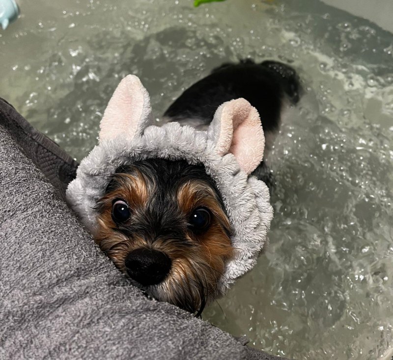 Dogsbeauty.sk - recenzie, referencie, skúsenosti